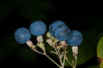 Blue cohosh